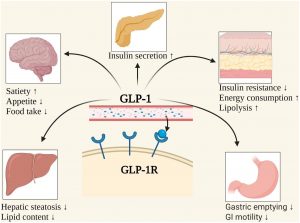 GLP 1